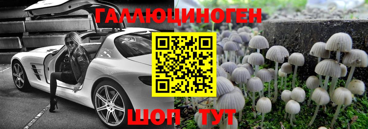 Псилоцибиновые грибы Psilocybe Канск